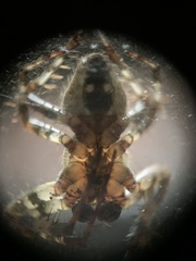 Araneus