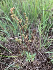 Micranthes foliolosa
