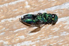 Chrysididae