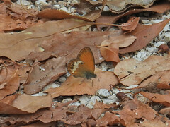 Coenonympha arcania