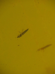 Thysanoptera