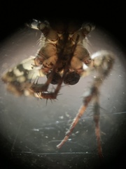 Araneus
