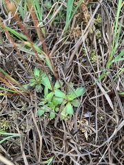 Micranthes foliolosa