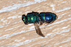 Chrysididae