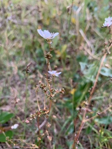Image of Micranthes foliolosa by (c) Valerii Glazunov, some rights reserved (CC BY)