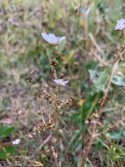 Micranthes foliolosa