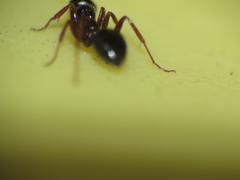 Formica lasioides