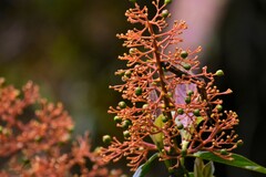 Palicourea padifolia