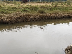 Lontra canadensis pacifica