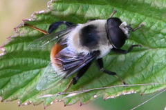 Eristalis flavipes