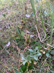 Micranthes foliolosa