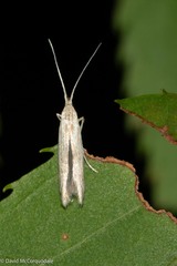 Coleophora