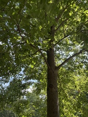 Carya cordiformis