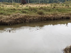 Lontra canadensis pacifica