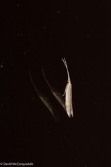 Coleophora