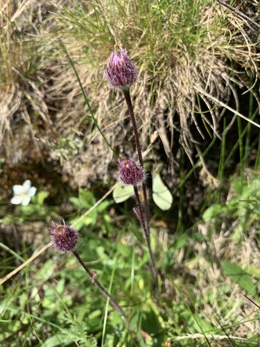 Image of Erigeron eriocephalus by (c) Valerii Glazunov, some rights reserved (CC BY)