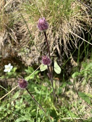 Erigeron eriocephalus
