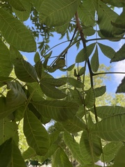 Carya cordiformis