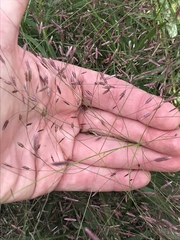 Eragrostis spectabilis