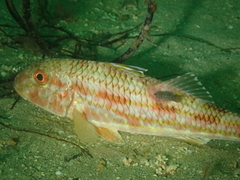 Anilocra frontalis