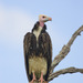White-headed Vulture - Photo (c) Greg Lasley, some rights reserved (CC BY-NC), uploaded by Greg Lasley