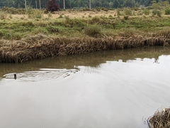 Lontra canadensis pacifica
