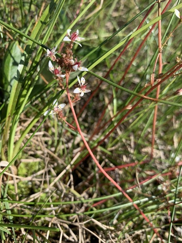 Image of Micranthes foliolosa by (c) Valerii Glazunov, some rights reserved (CC BY)