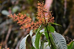 Palicourea padifolia