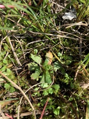 Micranthes foliolosa