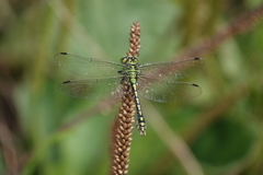 Ophiogomphus cecilia