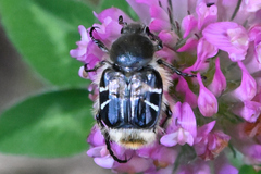 Trichiotinus assimilis