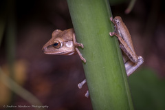 Polypedates megacephalus