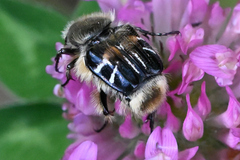 Trichiotinus assimilis