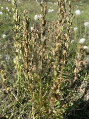 Pedicularis sudetica