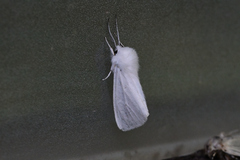Spilosoma