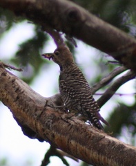 Sphyrapicus thyroideus