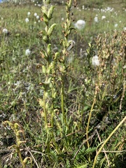 Pedicularis sudetica