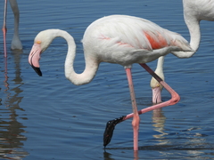 Phoenicopterus roseus