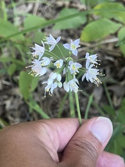 Allium cernuum