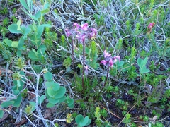 Pedicularis ornithorhynchos