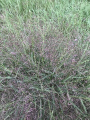 Eragrostis spectabilis