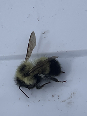 Bombus vagans