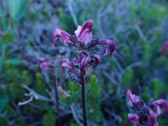 Pedicularis ornithorhynchos