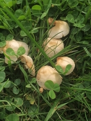Marasmius oreades