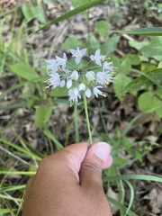 Allium cernuum