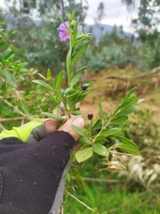 Lycianthes