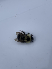 Bombus vagans