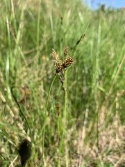 Carex heleonastes