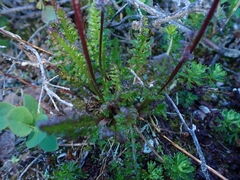 Pedicularis ornithorhynchos