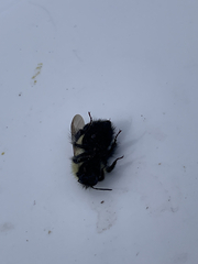 Bombus vagans